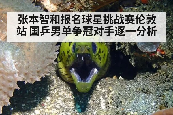 张本智和报名球星挑战赛伦敦站 国乒男单争冠对手逐一分析